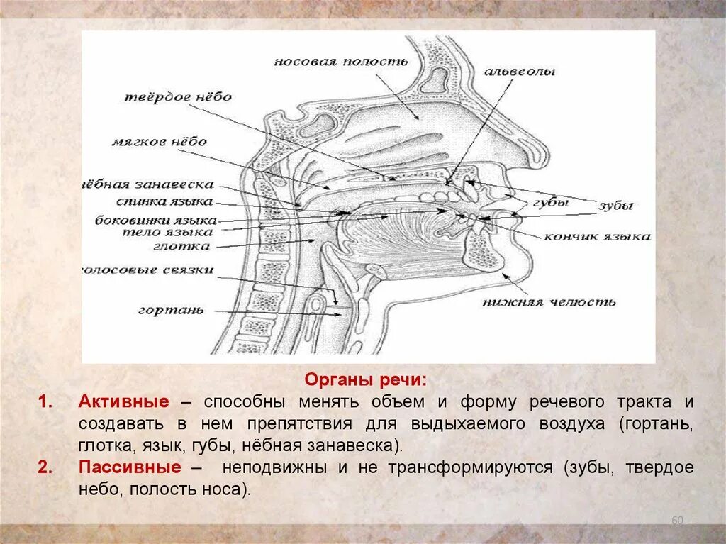 Система артикуляции. Органы речи. Артикуляционный аппарат. Активные и пассивные органы речи. Схема органов речи.