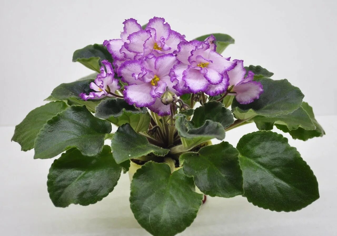 Сортовая фиалка ян менуэт. Сенполии сорт ян менуэт. Фиалка ян менуэт. Фиалка ян менуэт. Сорт фиалки ян менуэт.