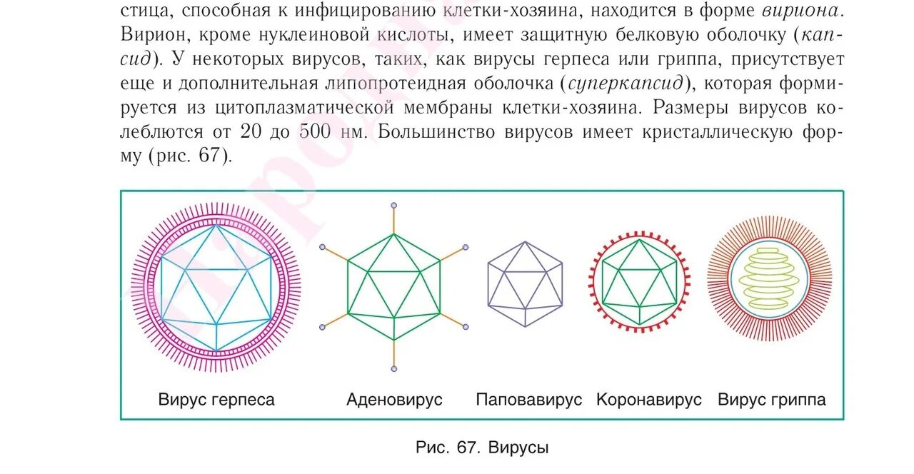 Биология 11 2021. Биология 11 класс вирусы коронавирус. Вирусы учебник биологии. Маглыш с.с., Каревский а.е. биология.. Как выглядят в учебнике биологий вирусы.