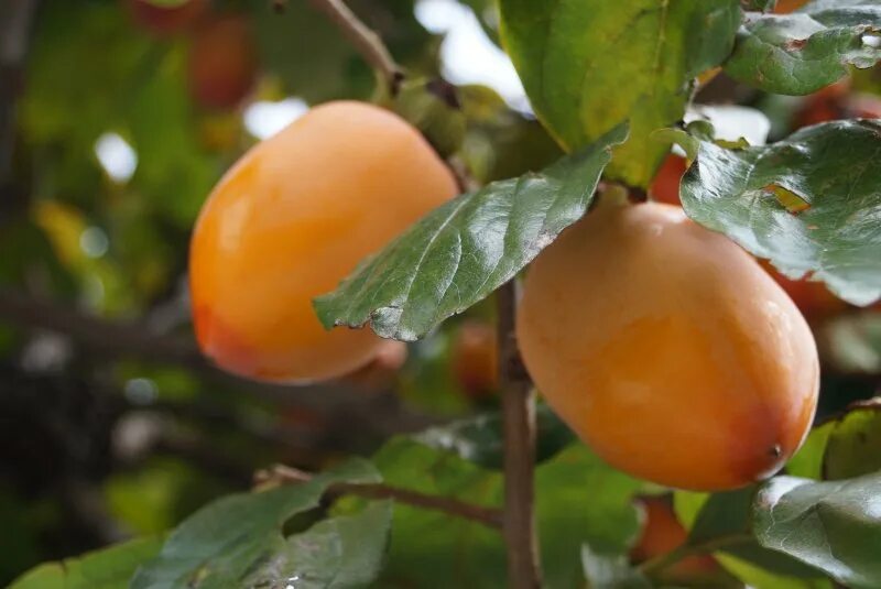 Как выглядит растение японская хурма : Fuyu Persimmon Tree