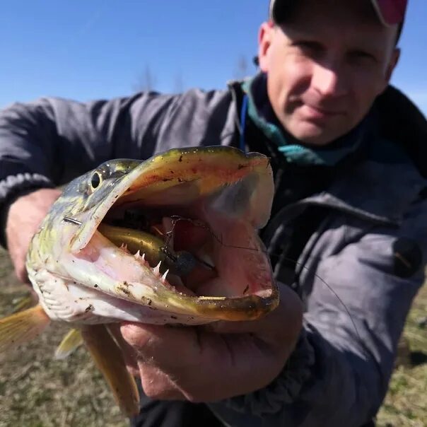 Brown perch. Браун Перч. Браун Перч Fish kayuker. Brown Perch magot. Brown Perch BUNYSY.