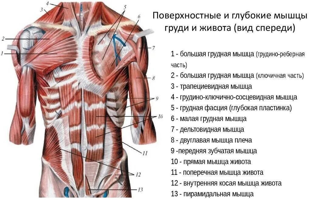 Работа животом мышцами. Строение мышц туловища спереди. Мышцы живота поверхностный слой вид спереди. Поверхностные мышцы туловища спереди. Поверхностные мышцы грудины анатомия.