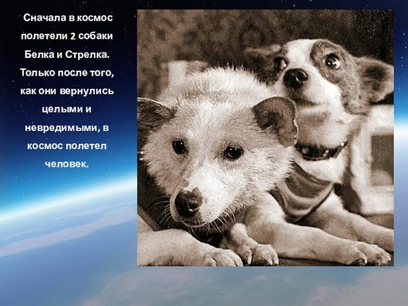 Собаки которые полетели в космос. Животные в космосе для детей дошкольного возраста. кто первый полетел в космос для дошкольников. игра кто полетел в космос для дошкольников. спасибо за внимание белка и стрелка.