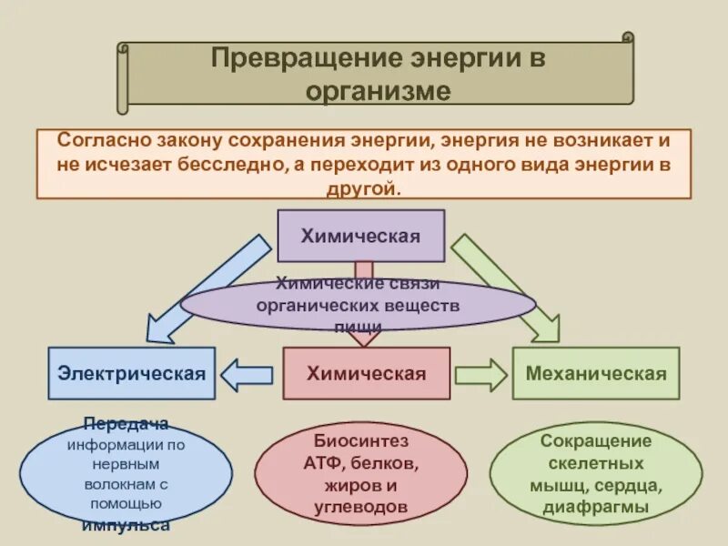 На каком превращение форм энергии основано. Превращение энергии в организме. Виды превращения энергии. Примеры превращения энергии. Сохранение и превращение энергии в природе схема.