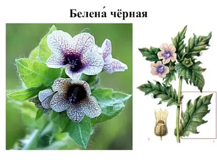 Белено это