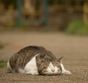 Котики 18