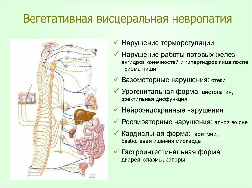 Висцеральная вегетативная