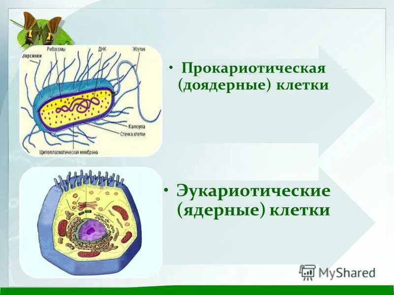 Доядерные прокариоты. Доядерные и ядерные клетки. Доядерная клетка. Строение клетки доядерные и ядерные. Клетки прокариотические доядерные и эукариотические ядерные.