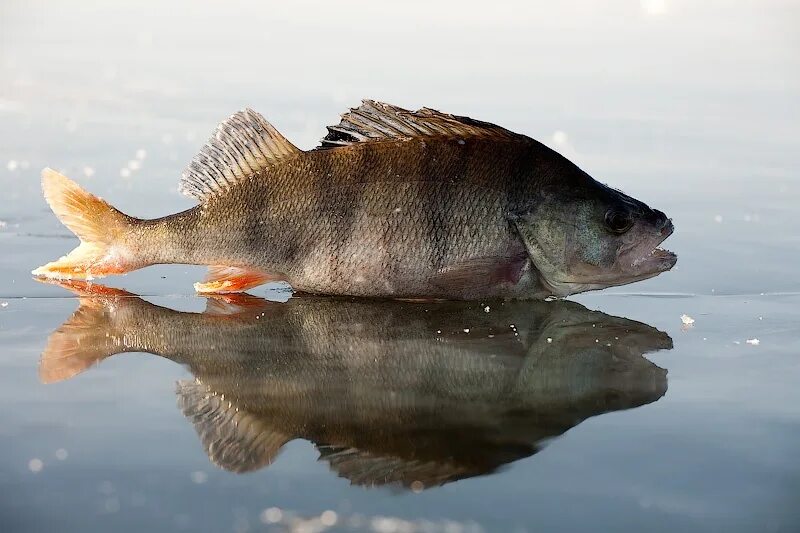 Красноперый окунь. Окунь казань. Окунь 1800. Большой окунь. Окунь казань.