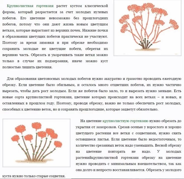 Нужно ли обрезать гвоздику. Обрезка метельчатой гортензии весной. Обрезка метельчатой гортензии осенью. Обрезка крупнолистной гортензии весной. Обрезка древовидной гортензии весной.