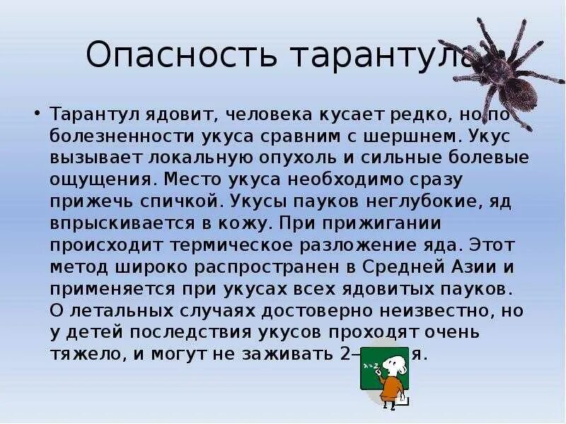 Паук сонник значение. Доклад про тарантула. презентация на тему тарантул. сообщение на тему паук тарантул. доклад о пауке тарантуле.