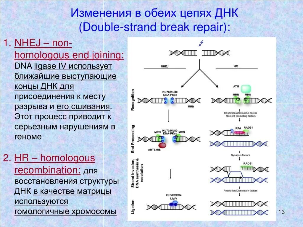 Репарация двухцепочечных разрывов ДНК. Репарации ДНК биохимия. Репарация ДНК биохимия схема. Негомологичное соединение концов ДНК.