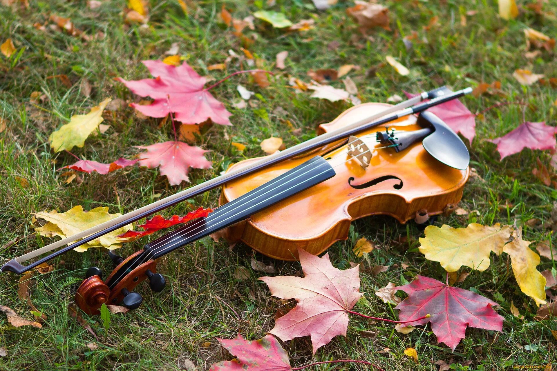 Осенняя скрипка. Скрипка осень. Музыкальные инструменты из клена. Скрипка музыкальный инструмент.