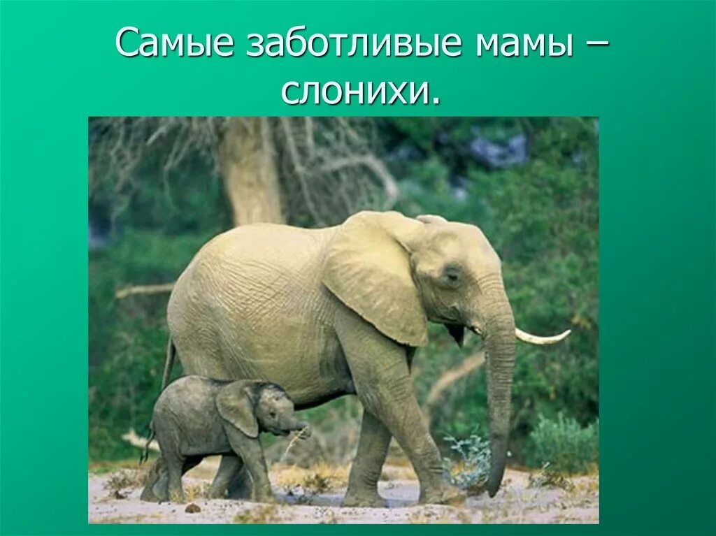 Рабочий лист 1 класс где живут слоны. Доклад про слона 1 класс. где живут слоны 1 класс окружающий мир. природа где обитают слоны. проект где живут слоны 1 класс.