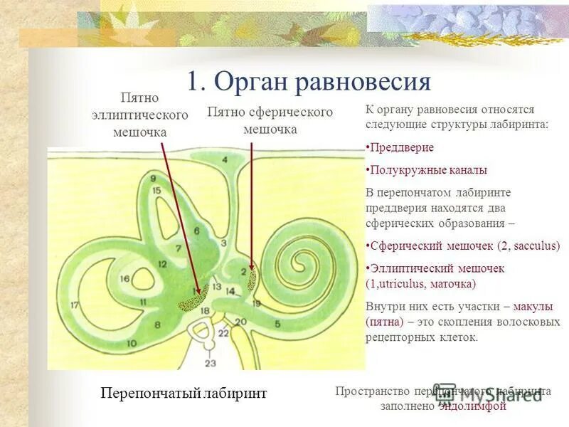 Равновесия аппарат орган равновесия