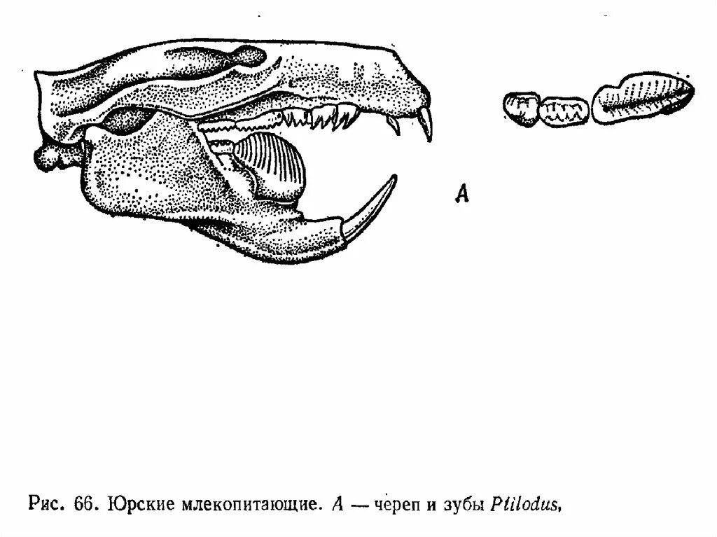 Соединение костей черепа млекопитающих. Строение черепа кролика анатомия. Череп млекопитающего сверху снизу сбоку. Чешуйчатая кость черепа млекопитающих. Череп жвачных млекопитающих.