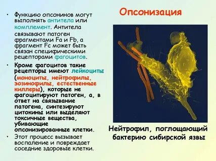 Роль антител в организме