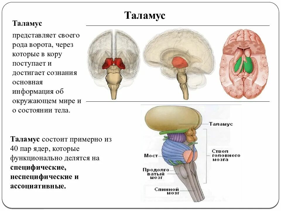 Промежуточный мозг таламическая. Строение головного мозга таламус. Зрительные Бугры промежуточного мозга. Функция таламуса в головном мозге. Что такое таламус