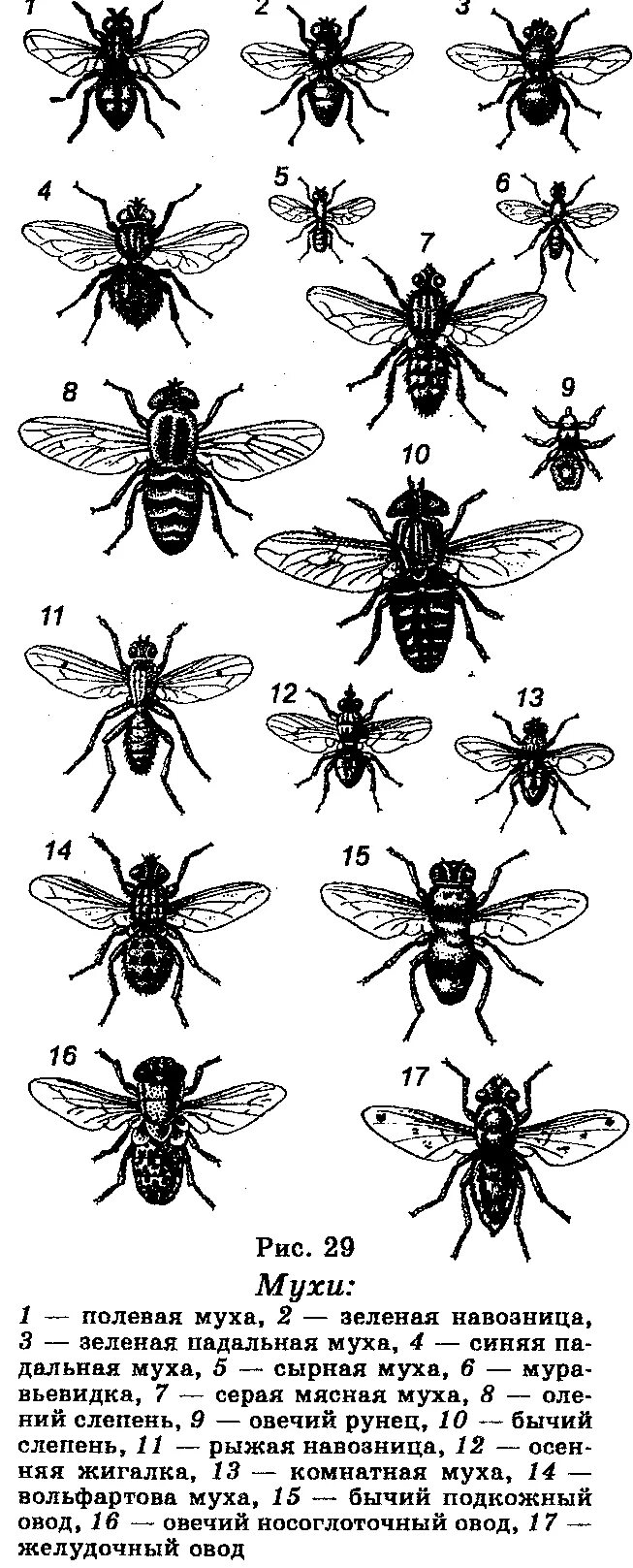 Полевая муха. Классификация мухи. Тип развития мухи. Виды полевых мух.