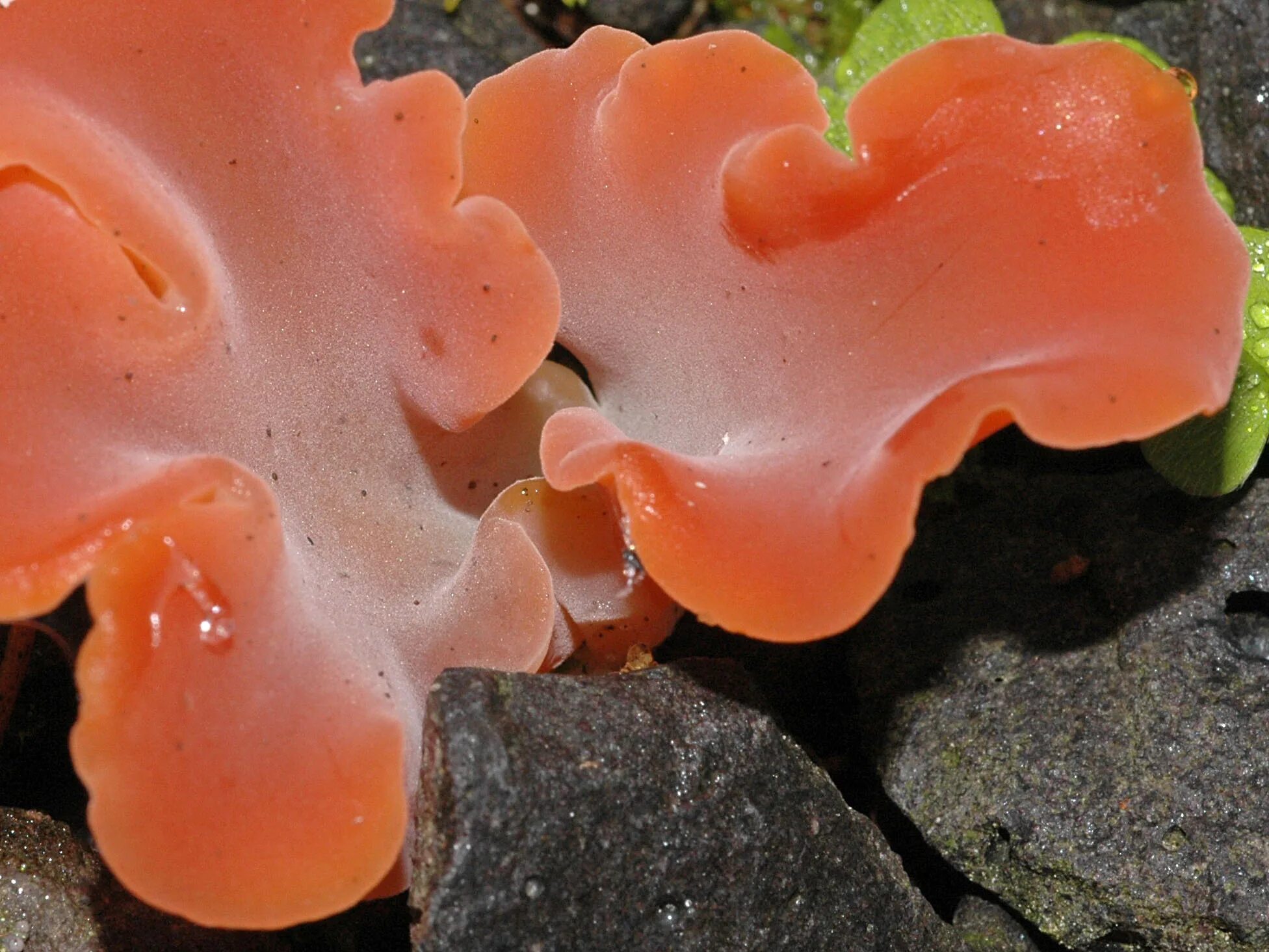 Где находится морской гриб. Psathyrella Aquatica гриб. Грибы муэр корейски. Дрожалка Лиственная Phaeotremella frondosa. Подводный гриб.