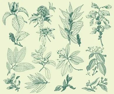 Botany