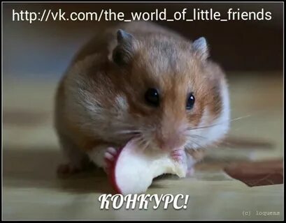Яблоко хомяку