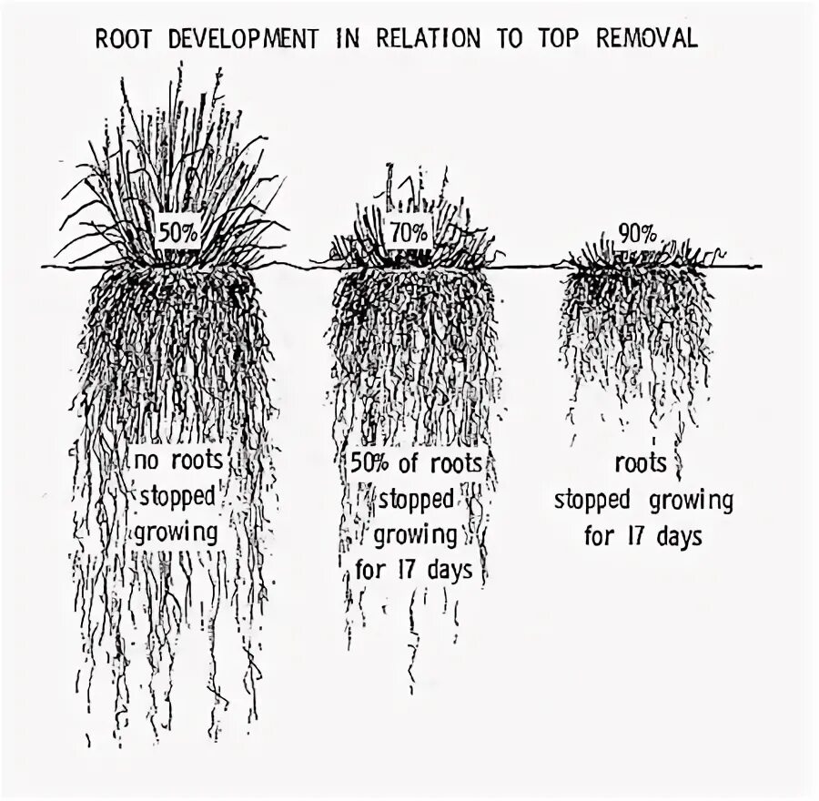 Тип корневой системы у петрушки. Ива козья корневая система. Root development. Змеевидная ива корневая система. Root development.
