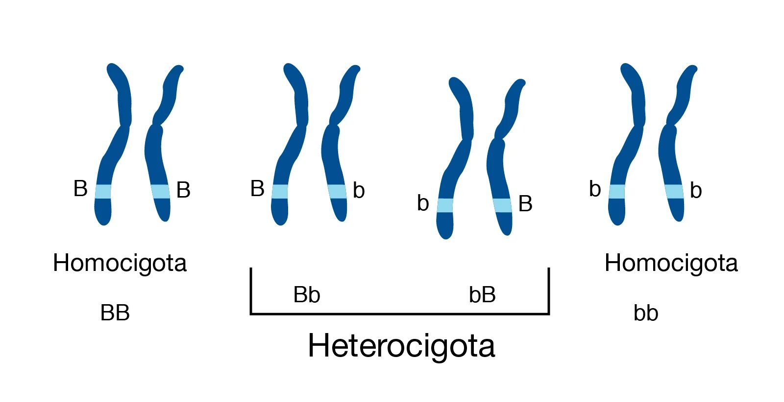 Homozygous. Гомозиготные хромосомы. Гомозиготные и гетерозиготные организмы это. Гомозигота и гетерозигота это.