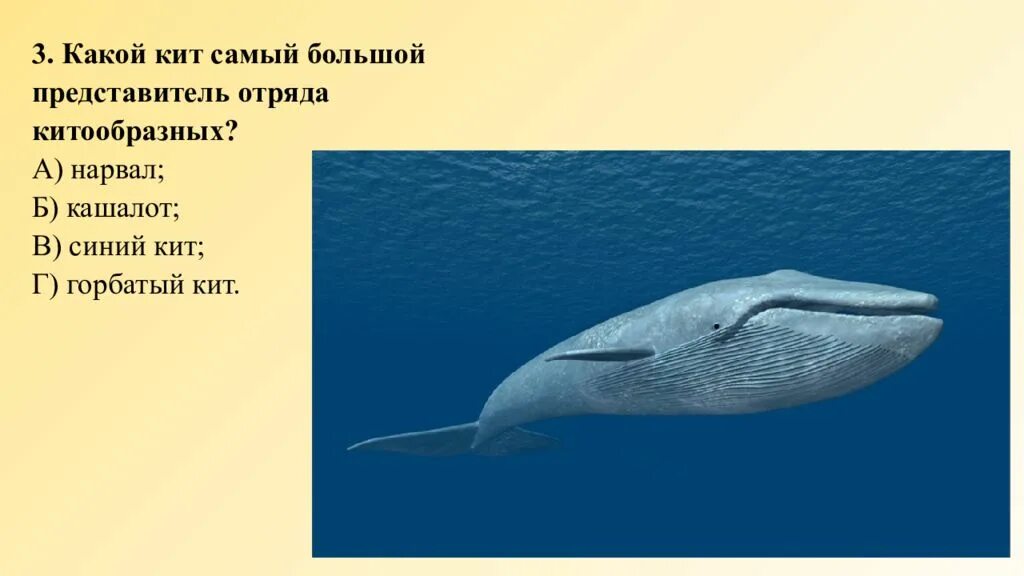 Если сравнить сердца у китообразных