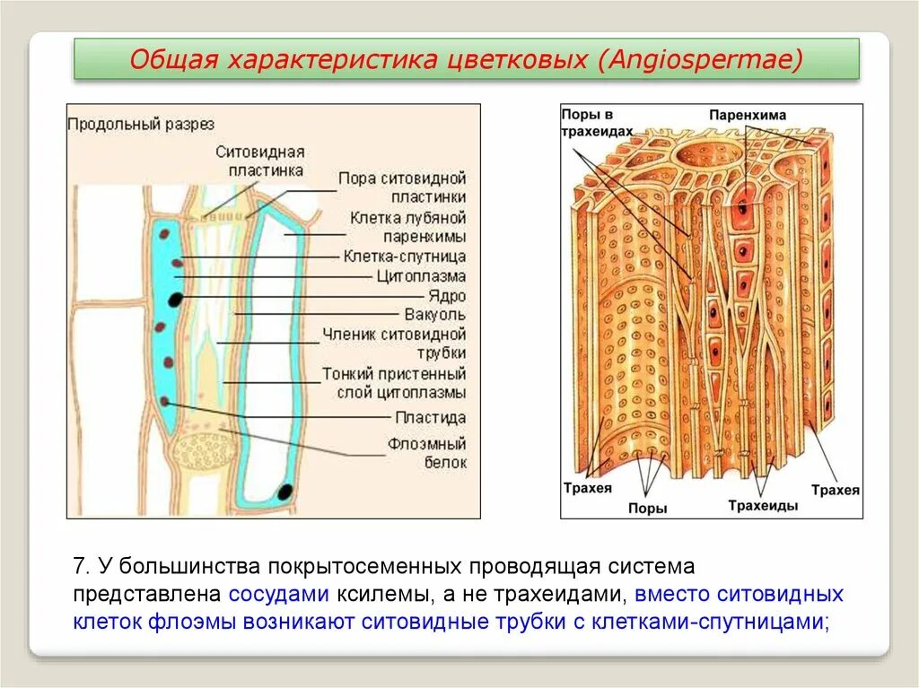 Сосуды и трахеиды ксилемы. Сосуды трахеиды ситовидные трубки. Ксилема цветковых растений. Флоэма трахеиды. Клетки спутницы флоэмы