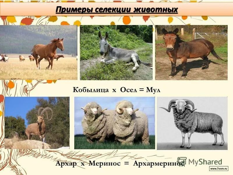 Многообразие пород и сортов