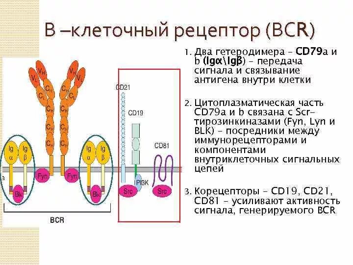 Строение b клеточного рецептора. Строение и функционирование в-клеточного рецептора. Структура антигена распознающего рецептора т-клетки. Строение в клеточного рецептора.