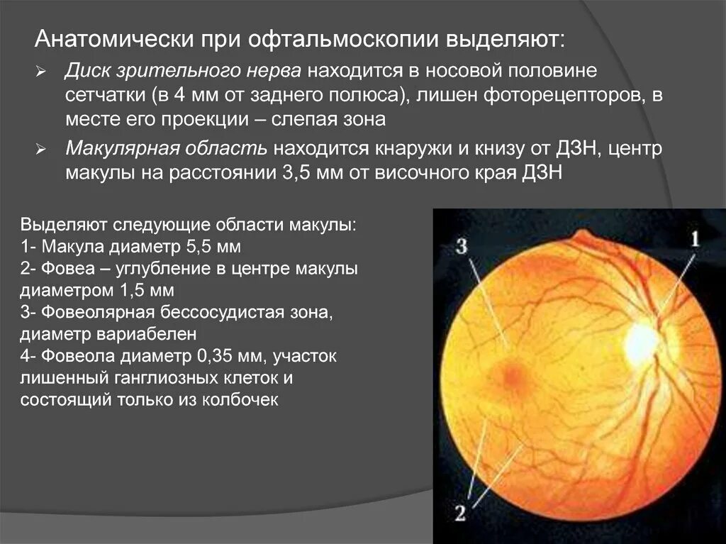 Задний полюс глаза. Макула и диск зрительного нерва. Диск зрительного нерва сетчатки анатомия. Офтальмоскопия глазного дна норма. Диск зрительного нерва на офтальмоскопе.