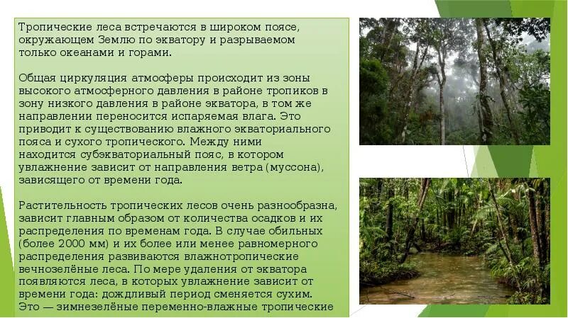Гилея — влажные тропические леса. Климат тропического пояса. Влажные экваториальные леса характеристика. Тропические леса это природная зона. Тропики и субтропики климатическая зона.