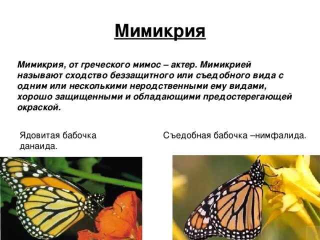 Мимикрия характеристика адаптации. Мимикрия и миметизм. Мимикрия бабочек. Мимикрия это в биологии.