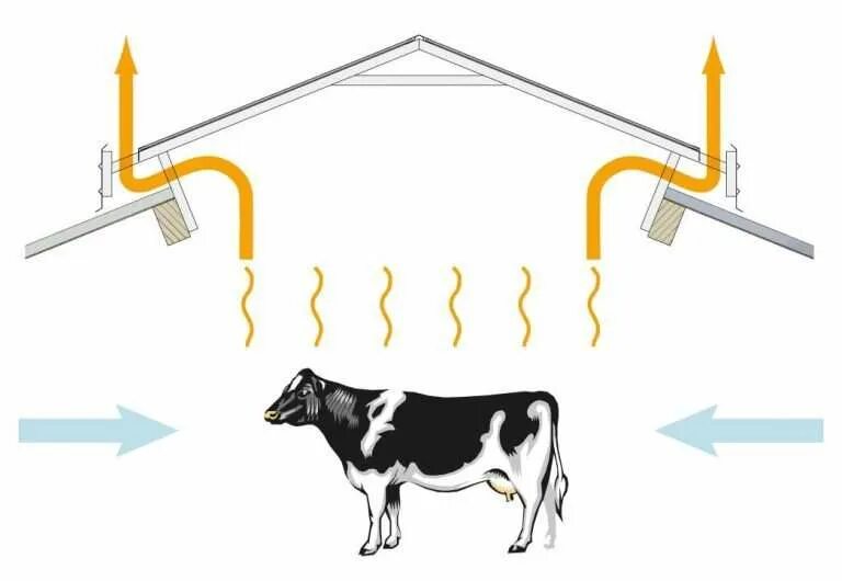 Воздух животноводческих помещений. Естественная вентиляция в коровнике. Вентиляция в коровника для КРС. Приточно-вытяжная вентиляция в коровнике. Вытяжная система вентиляции в коровнике.