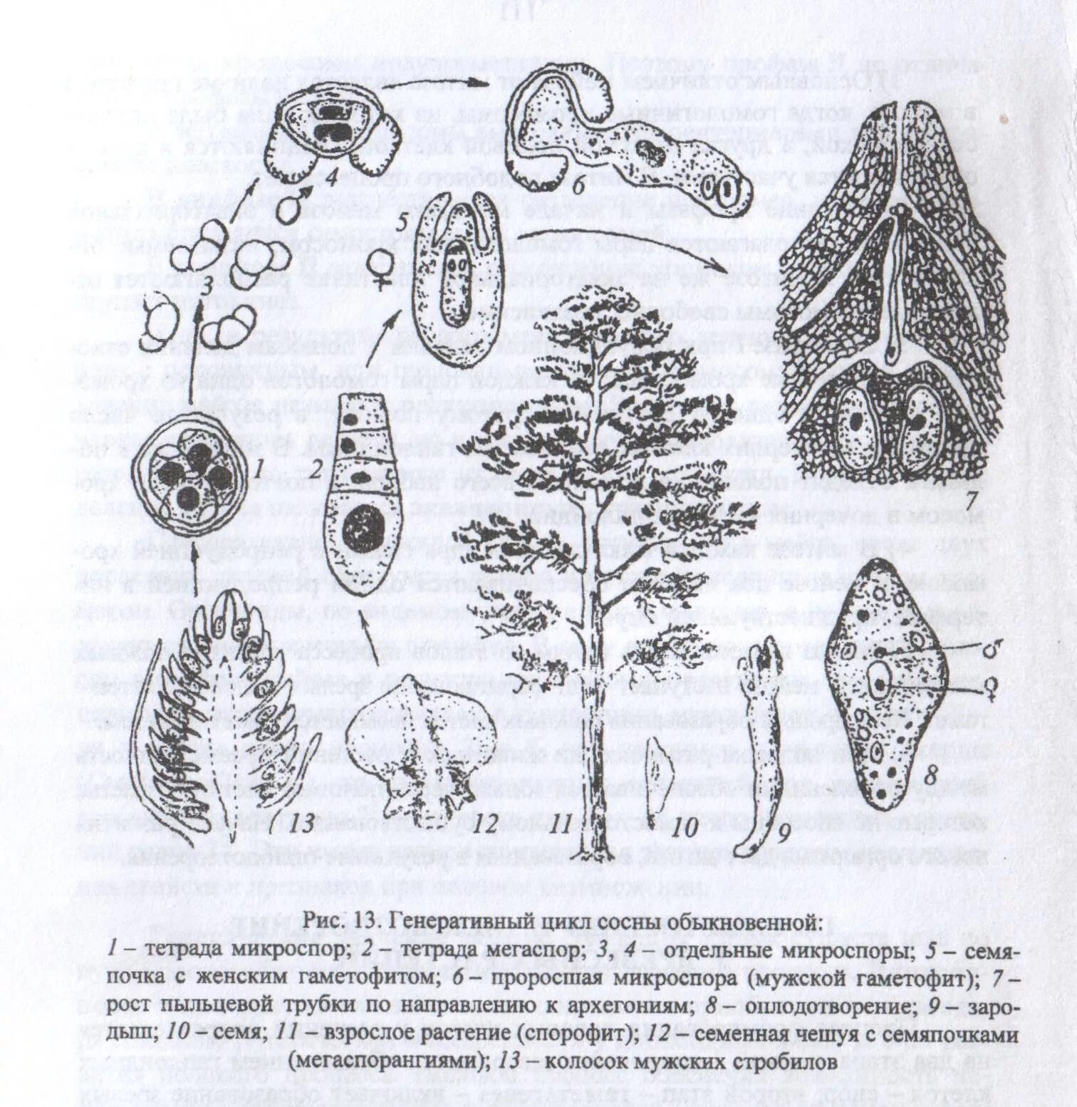 Архегонии у голосеменных. Тетрада микроспор голосеменных. Рисунок цикл развития сосны обыкновенной. Жизненный цикл сосны обыкновенной 7 класс. Рисунок женского гаметофита