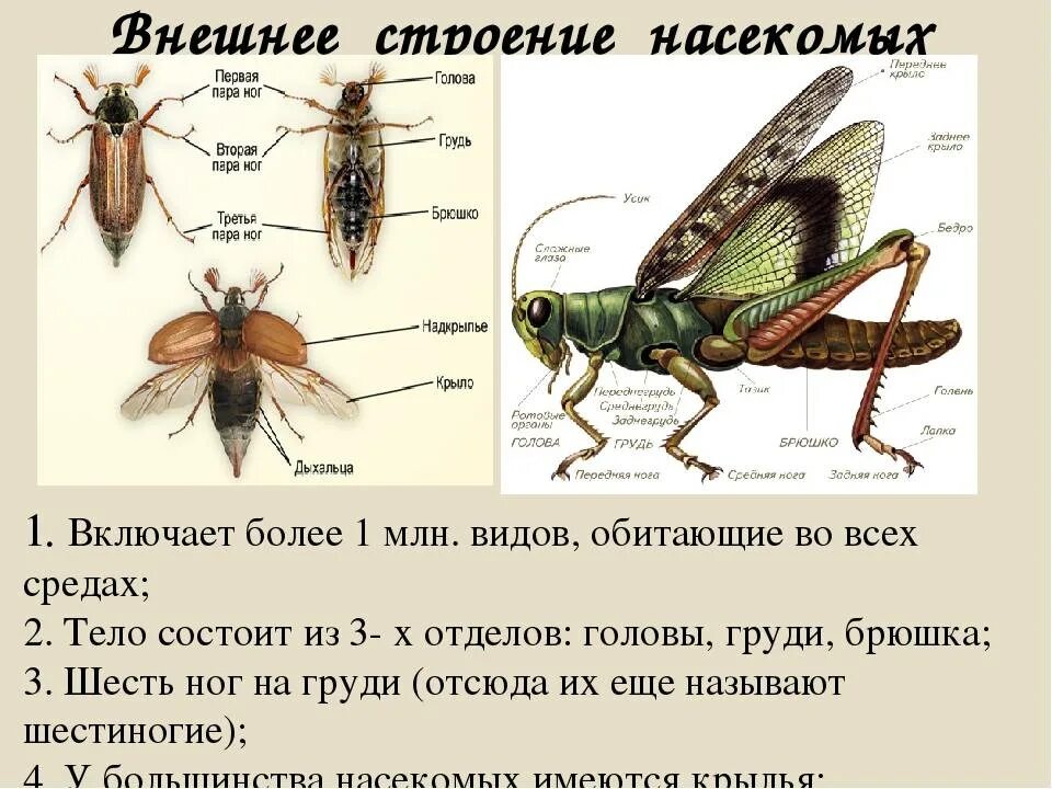 Жизнь насекомых тел. Внешнее строение насекомых 7 класс биология. Внешнее строение насекомых 8 класс биология. Внешне строение насекомых. Внешное строение насекомо.