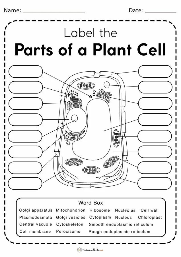 Cells Worksheets. Plant Cell Worksheet. Cell structure Worksheet. Parts and functions инструкция. Worksheets cells