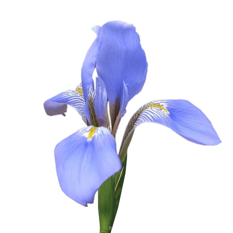 Ирис анри бергсон. Ирис касатик. Саженцы ирисов в корзине. Ирис noble contessa. Ирис сибирский спиндеззл.