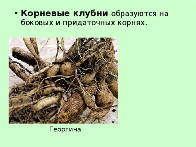 Георгины корни клубни. Корнеплоды корневые клубни клубеньки. Корневые клубеньки видоизменение. Корнеклубни функции.