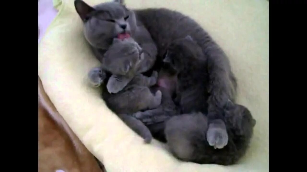 Кошка заботится о потомстве. Есть мама у котенка видео. Кошка кормит котят. Кошка выкормила ежат. Мама сын и кошка.