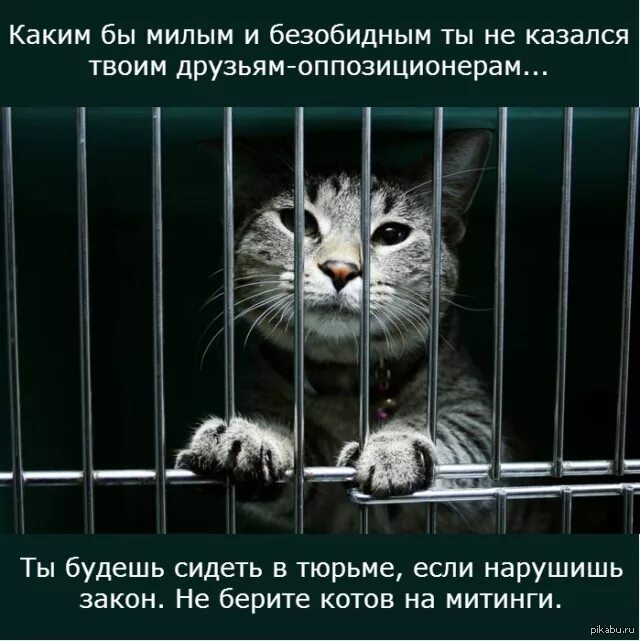Тюрьма для котов. Кот зек. Кошка в тюремной робе. Кот в темнице. Коты арестанты.