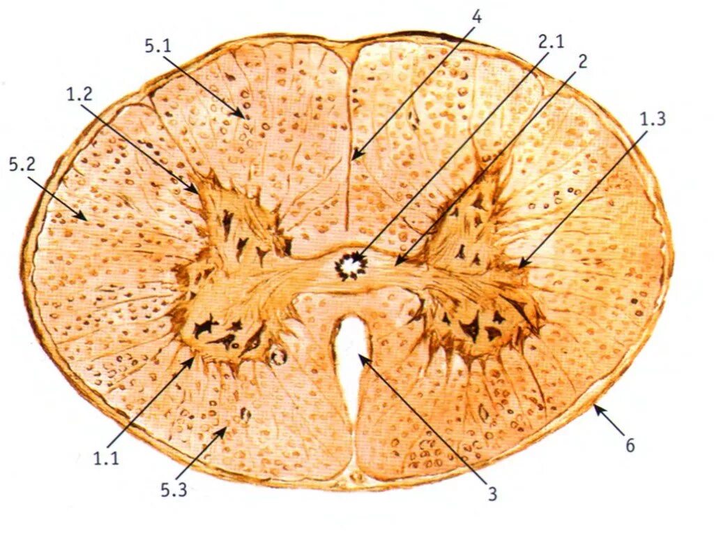 Срез спинного мозга гистология. Нейроны спинного мозга гистология. Спинной мозг гистология препарат. Срез спинного мозга препарат.