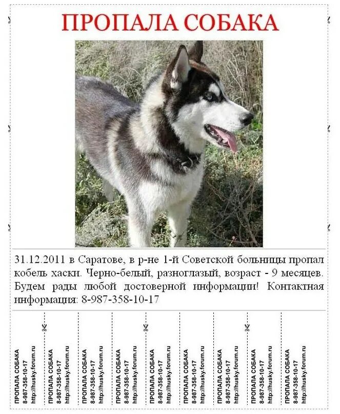 Объявление о пропаже собаки образец. Объявление о пропаже собаки. макет объявления о пропаже собаки. объявление пропала собака. потеря собаки объявления.