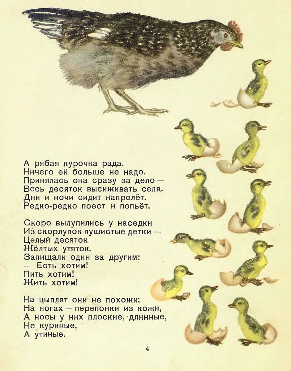 Курочка ряба и 10 утят маршак читать. Курочка ряба и 10 утят маршак. курочка и 10 утят маршак. сказка курочка ряба и десять утят. самуил яковлевич маршак «курочка ряба и десять утят»..
