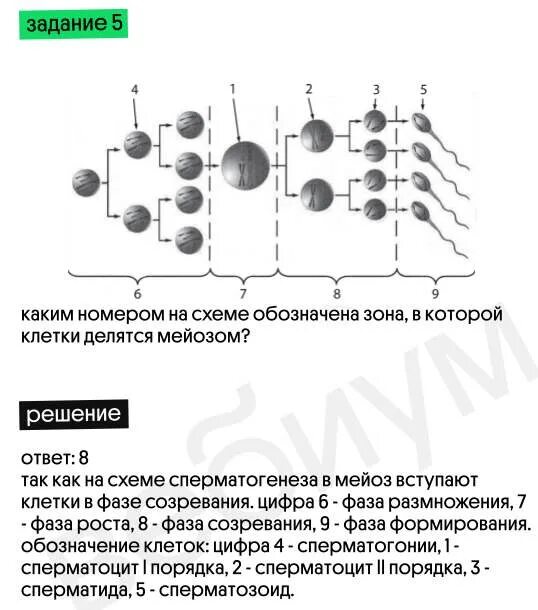 Демо версии биология 2023. Демоверсия ЕГЭ биология 2023. 28 Задание ЕГЭ биология 2023. Схема гаметогенеза из ЕГЭ по биологии 2023. Схема сперматогенеза из демоверсии ЕГЭ по биологии 2023.