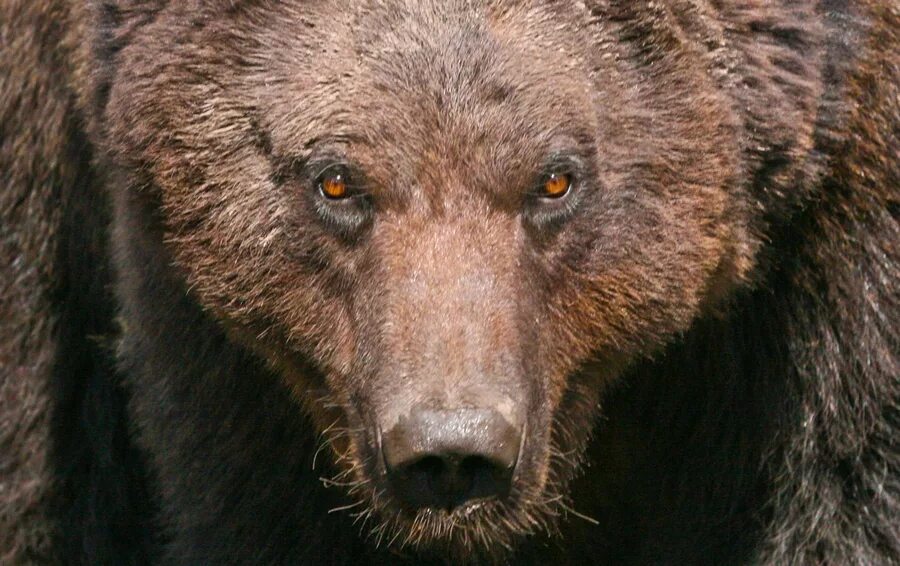 Русская медведь сил. Сила медведя. Медведь мощь. Бурый медведь сила. Сильный медведь.