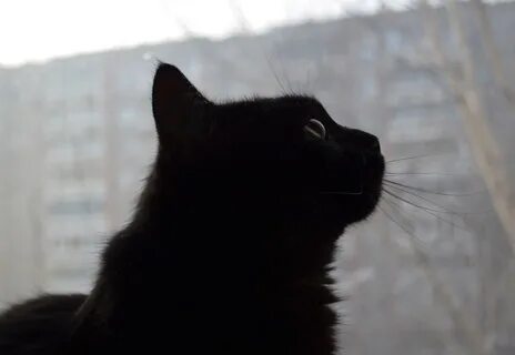 Черный вредная