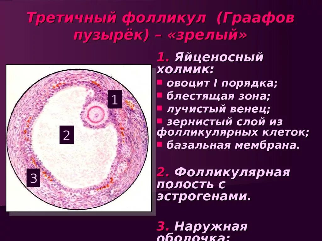 Значение слова пузырек. Граафов пузырек строение гистология. Строение третичного фолликула гистология. Граафов пузырек это фолликул. Строение граффового фалекул.